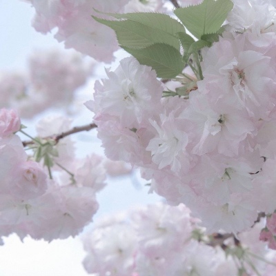 商洛福瑞交流群